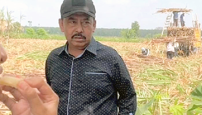 Harga Gula Naik, Petani Tebu di Indonesia Bisa Sejahtera