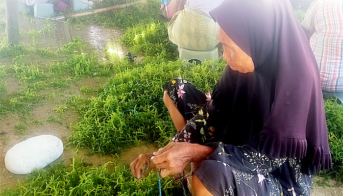 Jadi Andalan, Rumput Laut Sumenep Banjir Pesanan Luar Negeri