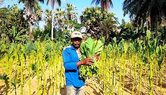 Harga Tembakau Sumenep Kembali Menguntungkan: Petani Sambut Panen dengan Semangat Baru